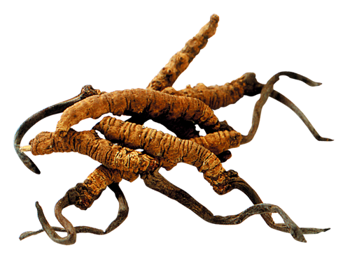Cordyceps Sinensis Mycelia Cordyceps Sinensis Mycelia